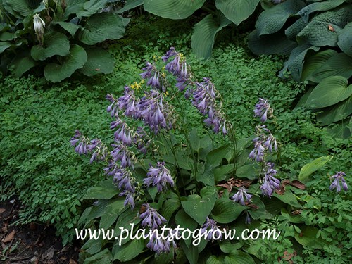 Hosta 'Bountiful' 
end of June